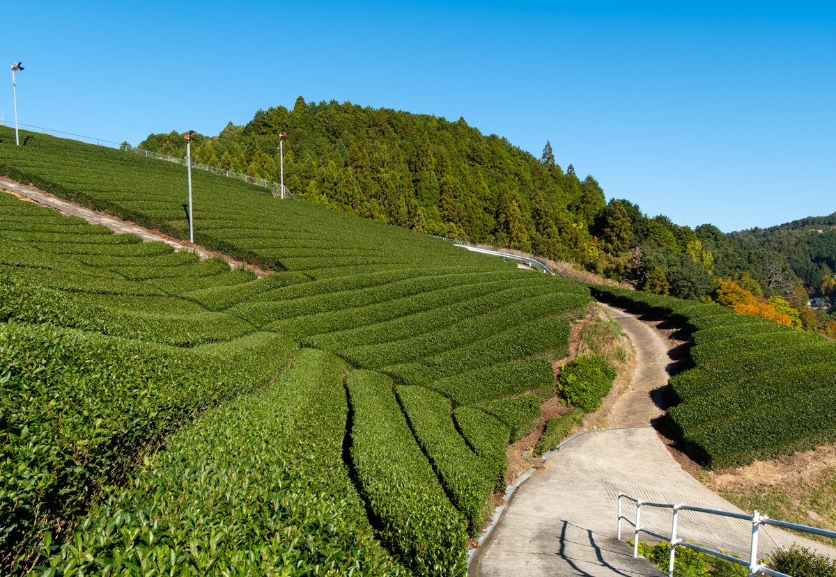 L'invitation de kisuyu